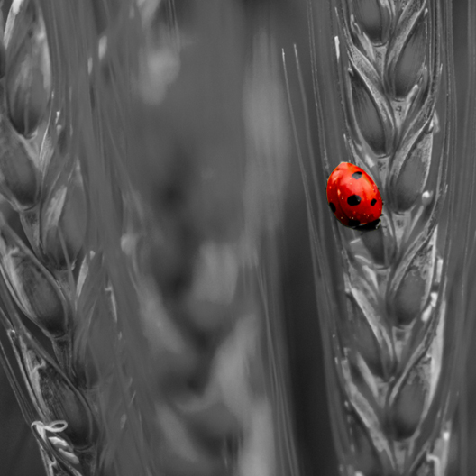 caroline steffan coccinelle