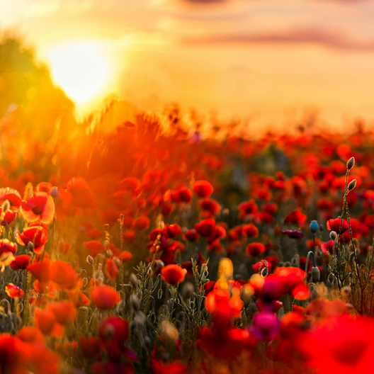 caroline steffan poppies